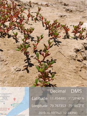 Biomining Sesuvium portulacastrum for halotolerant PGPR and endophytes for promotion of salt tolerance in Vigna mungo L.